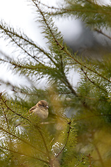 Image showing female of small beautiful bird house sparrow