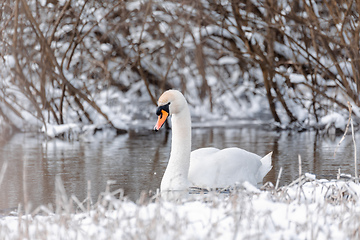 Image showing Wild bird mute swan in winter on pond