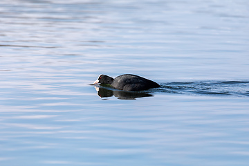 Image showing Bird Eurasian coot Fulica atra