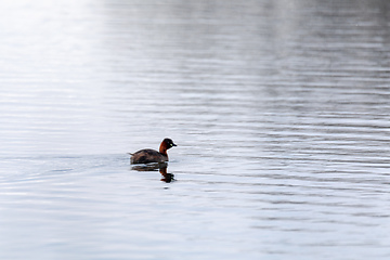 Image showing water bird Little Grebe, Tachybaptus ruficollis