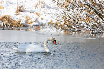 Image showing Wild bird mute swan in winter on pond