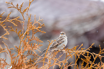 Image showing female of small beautiful bird house sparrow