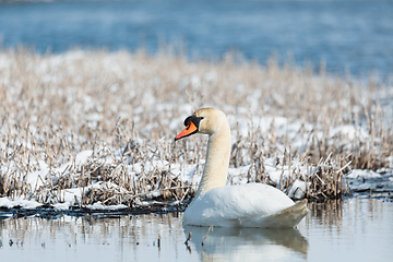 Image showing Wild bird mute swan in winter on pond