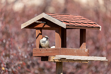Image showing house sparrow, Passer domesticus, in simple bird feeder