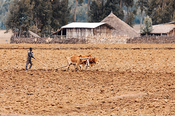 Image showing Ethiopian farmer plows fields with cows