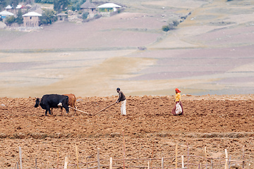 Image showing Ethiopian farmer plows fields with cows