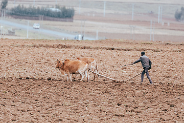 Image showing Ethiopian farmer plows fields with cows