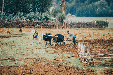 Image showing Ethiopian farmer plows fields with cows