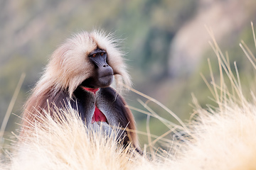 Image showing endemic Gelada in Simien mountain, Ethiopia