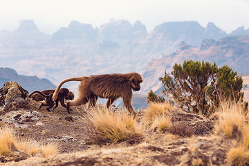 Image showing endemic Gelada in Simien mountain, Ethiopia