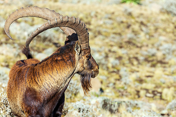 Image showing rare Walia ibex in Simien Mountains Ethiopia