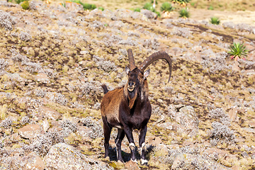 Image showing rare Walia ibex in Simien Mountains Ethiopia