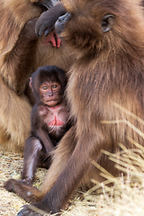 Image showing endemic Gelada in Simien mountain, Ethiopia