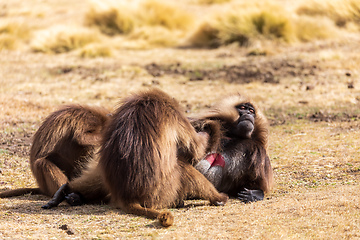 Image showing endemic Gelada in Simien mountain, Ethiopia