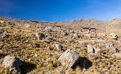 Image showing rare Walia ibex in Simien Mountains Ethiopia