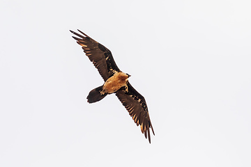 Image showing Bearded Vulture, Simien Mountain Ethiopia