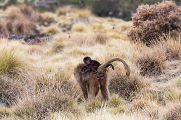 Image showing endemic Gelada in Simien mountain, Ethiopia