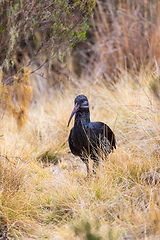 Image showing Wattled Ibis, Ethiopia wildlife, Africa