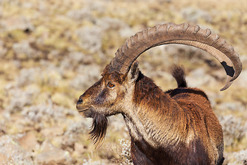 Image showing rare Walia ibex in Simien Mountains Ethiopia