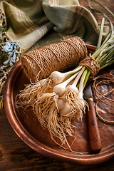 Image showing Bunch of fresh garlic