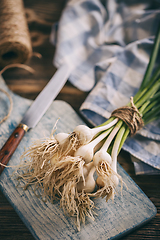 Image showing Bunch of fresh garlic