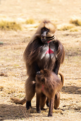 Image showing endemic Gelada in Simien mountain, Ethiopia