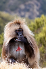 Image showing endemic Gelada in Simien mountain, Ethiopia