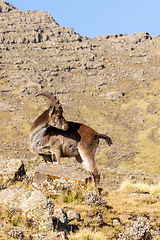 Image showing rare Walia ibex in Simien Mountains Ethiopia