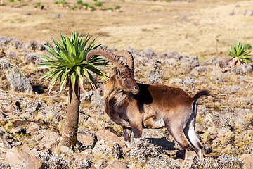 Image showing rare Walia ibex in Simien Mountains Ethiopia