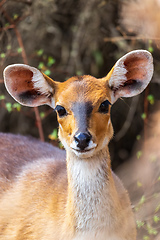 Image showing rare Menelik bushbuck, Ethiopia, Africa wilderness