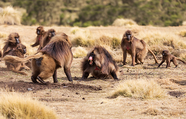 Image showing endemic Gelada in Simien mountain, Ethiopia