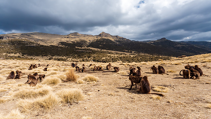 Image showing endemic Gelada in Simien mountain, Ethiopia