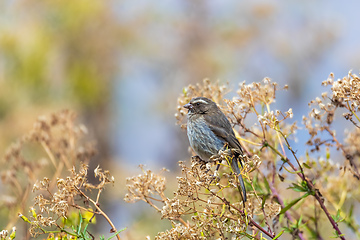 Image showing bird brown-rumped seedeater, Africa. Ethiopia wildlife