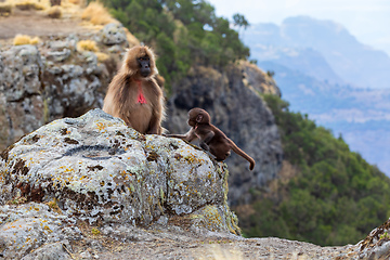Image showing endemic Gelada in Simien mountain, Ethiopia