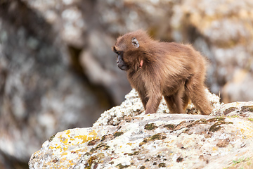 Image showing endemic Gelada in Simien mountain, Ethiopia