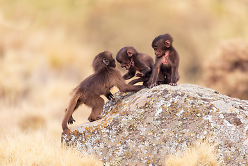 Image showing endemic Gelada in Simien mountain, Ethiopia