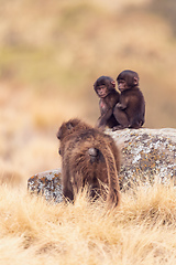 Image showing endemic Gelada in Simien mountain, Ethiopia