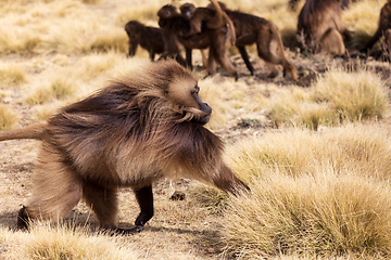 Image showing endemic Gelada in Simien mountain, Ethiopia