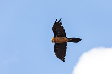 Image showing Bearded Vulture, Simien Mountain Ethiopia