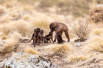 Image showing endemic Gelada in Simien mountain, Ethiopia