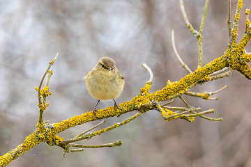 Image showing small song bird Willow Warbler, Europe wildlife