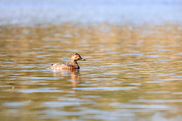 Image showing duck mallard on pond, Czech Republic, Europe wildlife