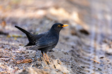 Image showing male of Common blackbird in nature