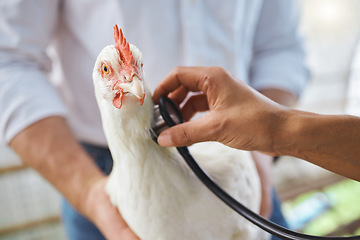 Image showing Healthcare, check and vet hands on a chicken for protection from virus, disease and illness on a farm. Analysis, medical and animal with a doctor stethoscope for health, exam and test for agriculture