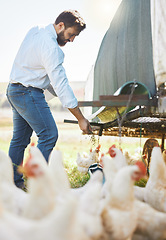 Image showing Farmer feed chicken, farming and man outdoor, poultry and healthy livestock, diet and free range agro business. Sustainability, agriculture and nature, environment and animal nutrition in countryside