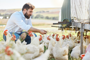 Image showing Man on farm, feed chicken and agriculture with poultry livestock and sustainability with organic agro business. Farmer in countryside, animal health with environment and farming process outdoor