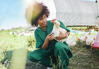 Image showing Agriculture, veterinary and black woman with stethoscope and chicken for health check, wellness and inspection. Poultry farming, healthcare and nurse with tool for medical care, vet consult and study