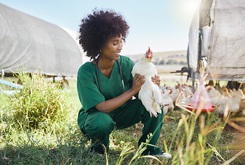 Image showing Veterinary, agriculture and black woman with chicken on farm for health inspection, wellness and vitality exam. Poultry farming, animal healthcare and happy nurse with hen for medical care research