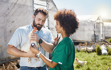 Image showing Veterinary, farm and doctor and nurse with chicken for health inspection, wellness and vitality exam. Poultry farming, healthcare and vet team with stethoscope for medical care, analysis and results