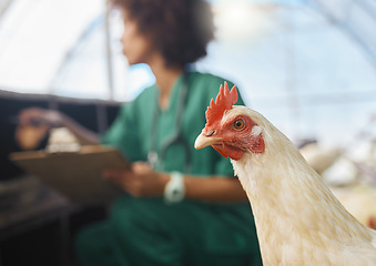 Image showing Veterinary, farm and zoom of chicken with nurse for health checklist, wellness and inspection. Poultry farming, agriculture and black woman write notes for medical report, animal healthcare and study